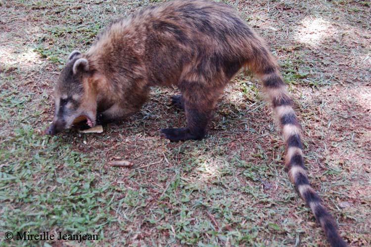 coatis