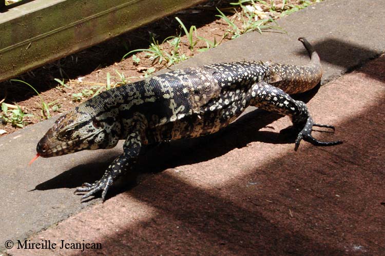 tegu