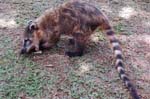 coatis