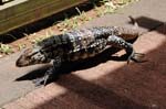 tegu