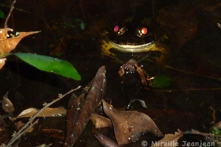 grenouille3