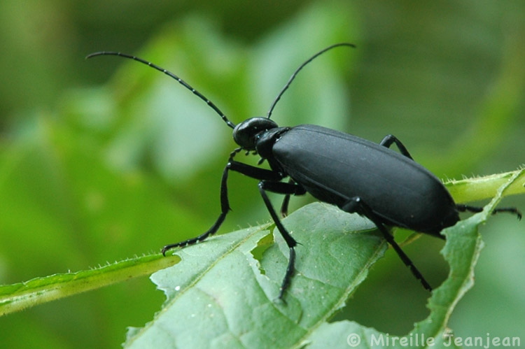 insecte-noir