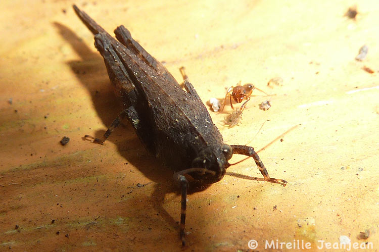 insecte