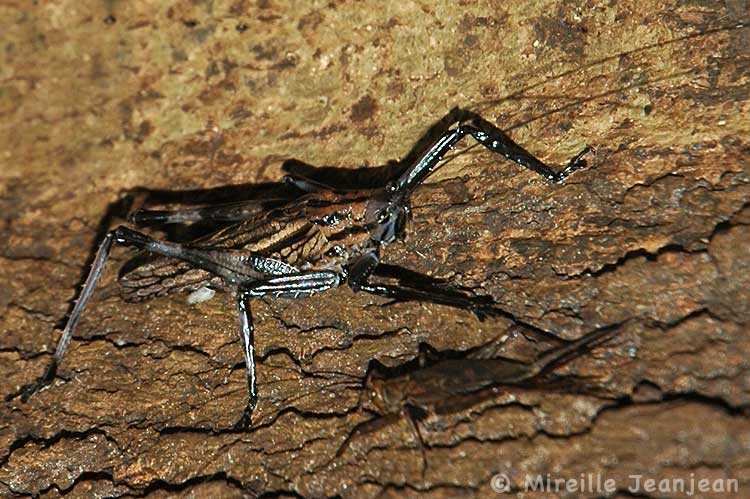 insectes