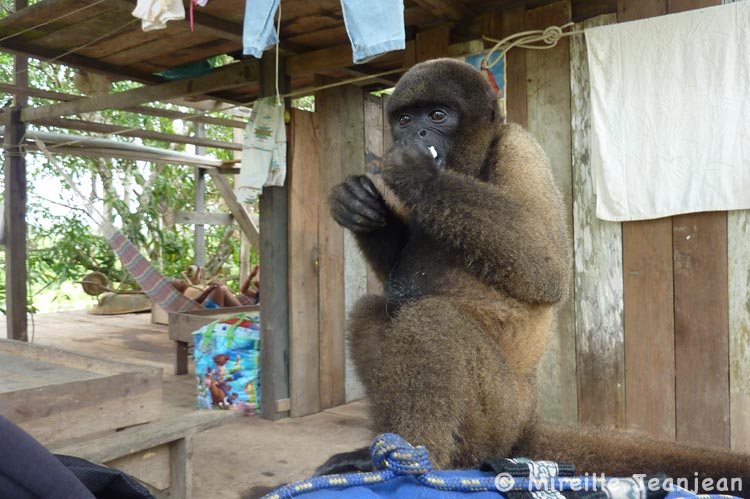 singe1