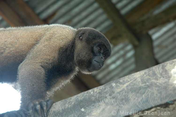 singe1b