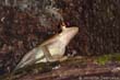 grenouille