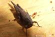insecte
