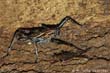 insectes