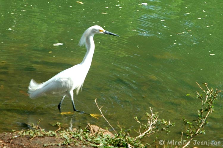 aigrette