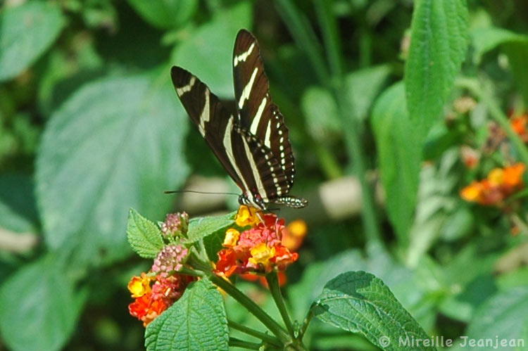 heliconius