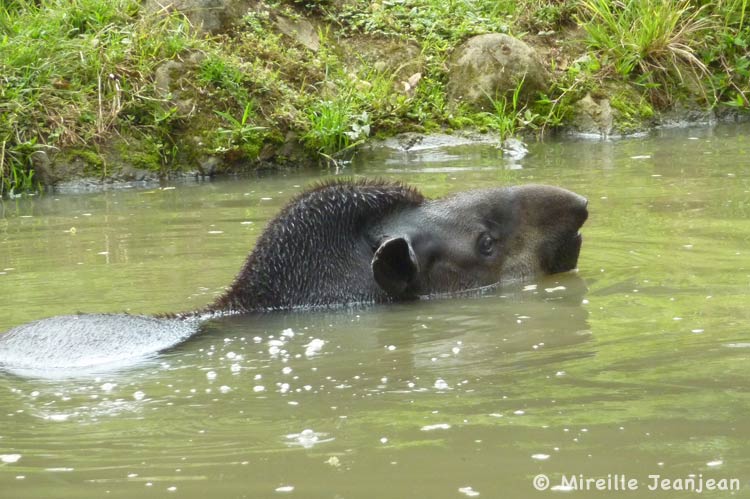 tapir-com