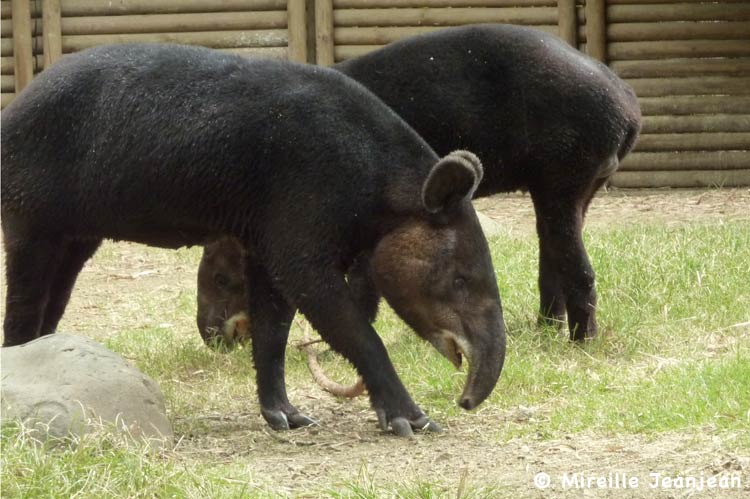tapir-mt