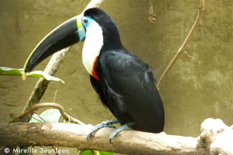 toucan2