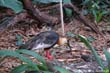 ibis-coubl