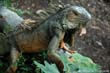 iguane-cal