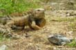 iguane2
