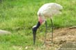 jabiru-am