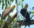 rapace