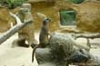 suricate