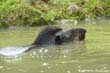 tapir-com