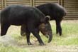 tapir-mt