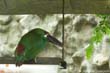 toucan