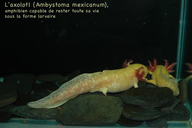 axolotl