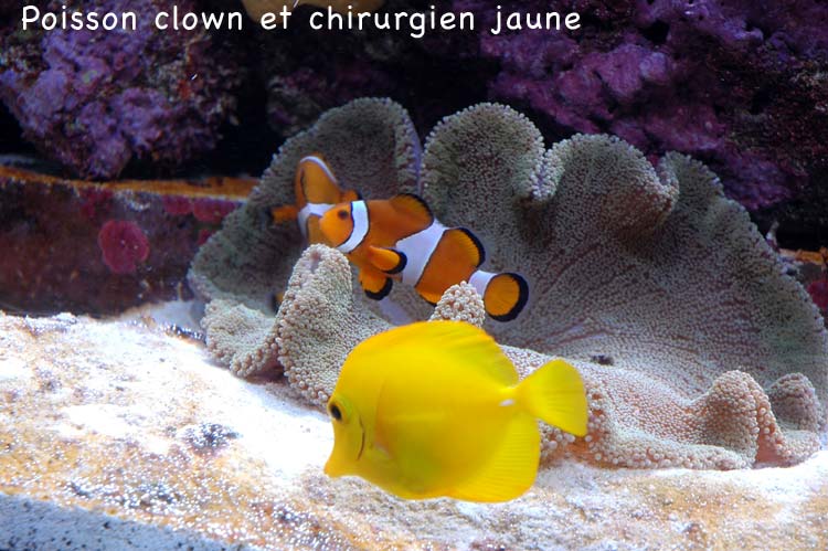 clown-chirurgien