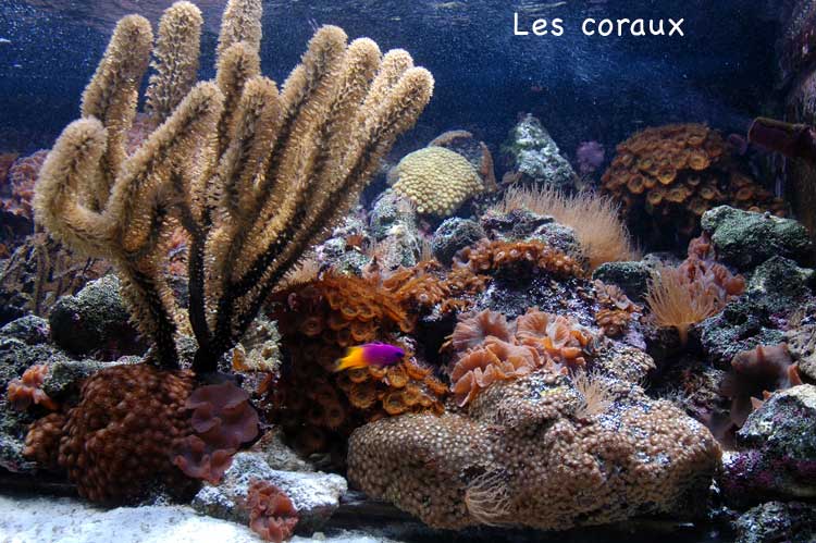 coraux