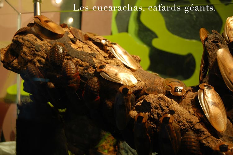 cucaracha