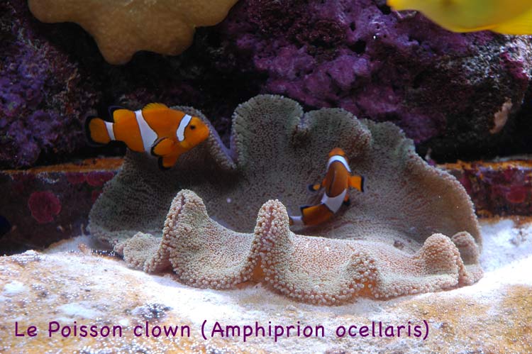 poisson-clown