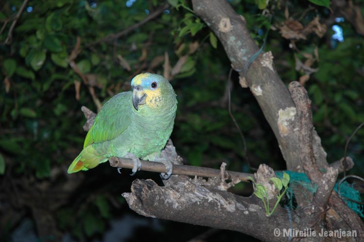 amazone-aourou