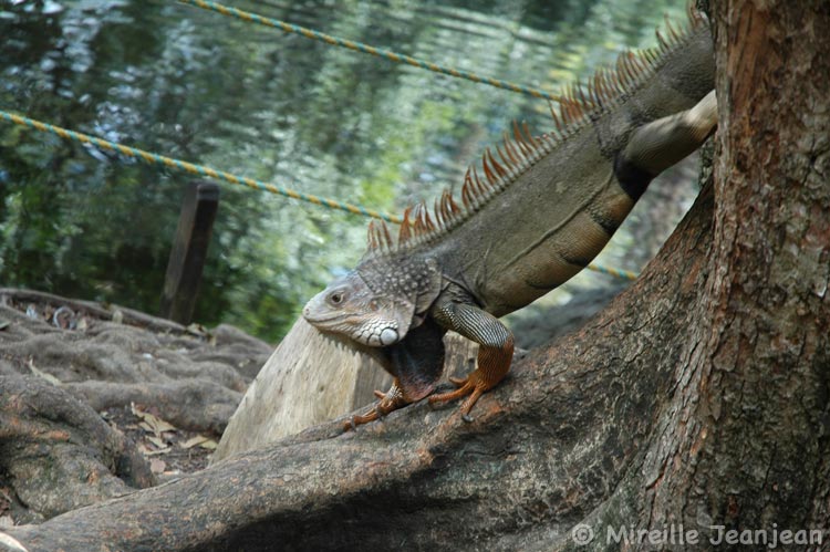 iguane