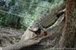 iguane