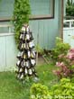 sapin2