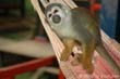 singe1