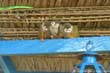 singe3