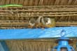 singe4