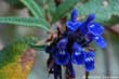 fl-bleue