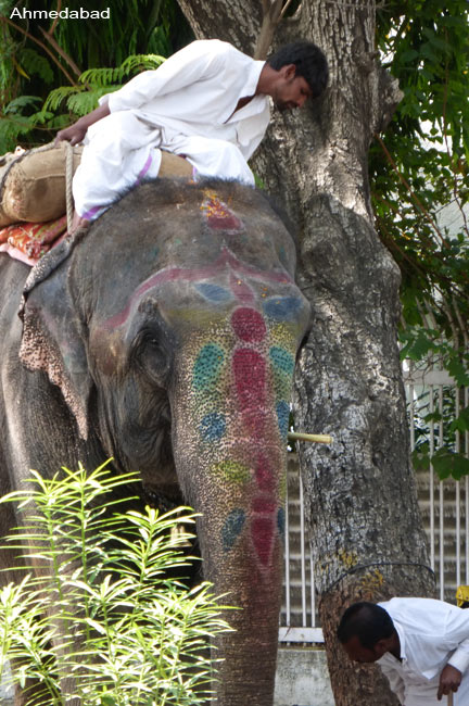 ahmedabad-elephant5