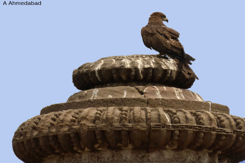 aigle-ahmed