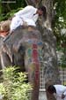 ahmedabad-elephant5