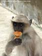 ahmedabad-singe6b