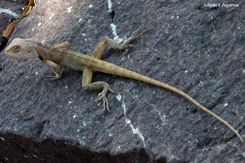 bibi-ka-lezard