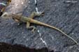 bibi-ka-lezard