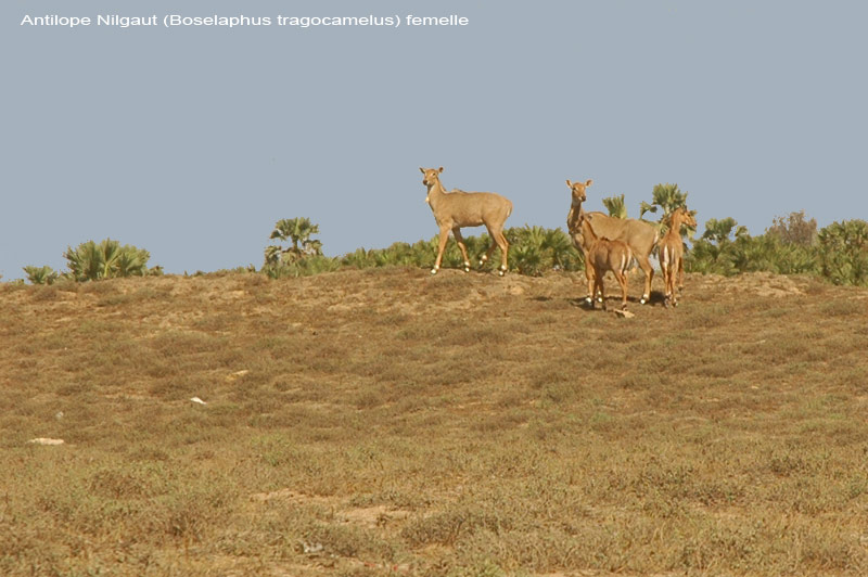 antilope-diu