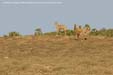 antilope-diu