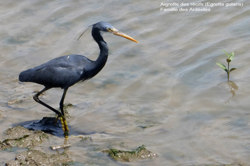 aigrette-diu