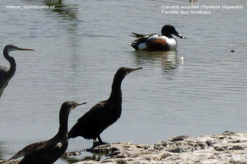 canard-s-diu